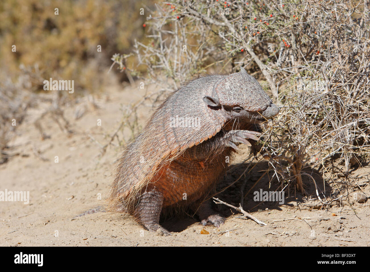 Larger Hairy Armadillo (Chaetophractus villosus) eating leaves and fruit from a small bush. Stock Photo