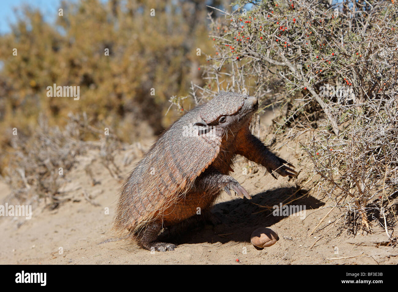 Larger Hairy Armadillo (Chaetophractus villosus) eating leaves and fruit from a small bush. Stock Photo