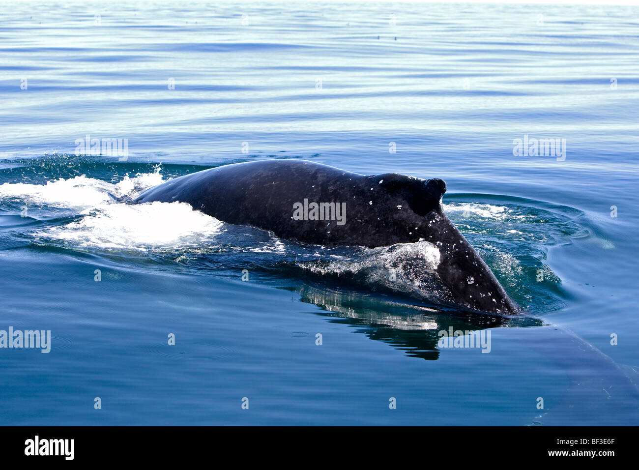 Humpback Whale (Megaptera novaeangliae), swimming at the surface. Stock Photo