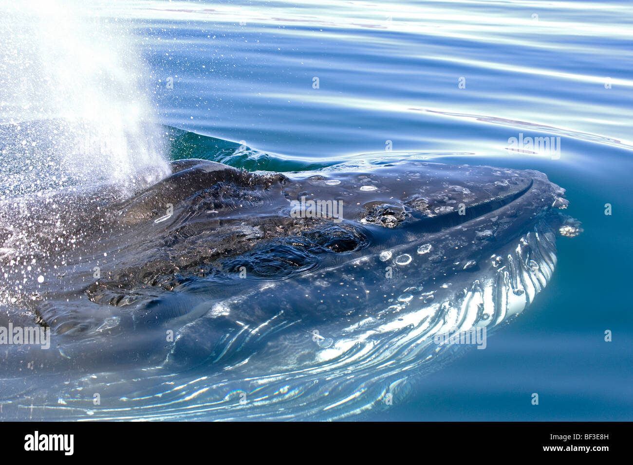 Humpback Whale (Megaptera novaeangliae), blowing at the surface. Stock Photo