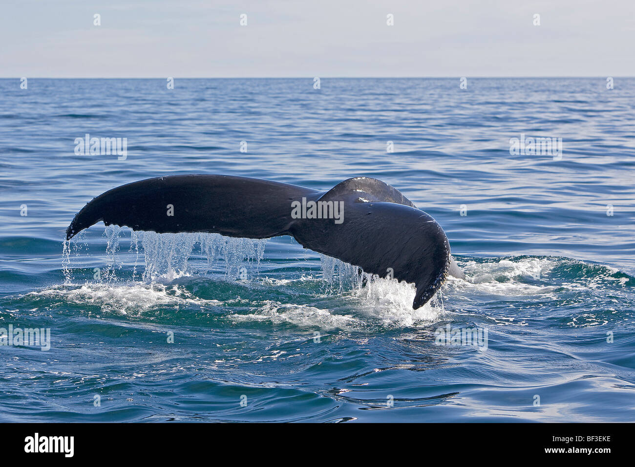 Humpback Whale (Megaptera novaeangliae), tail fluke. Stock Photo
