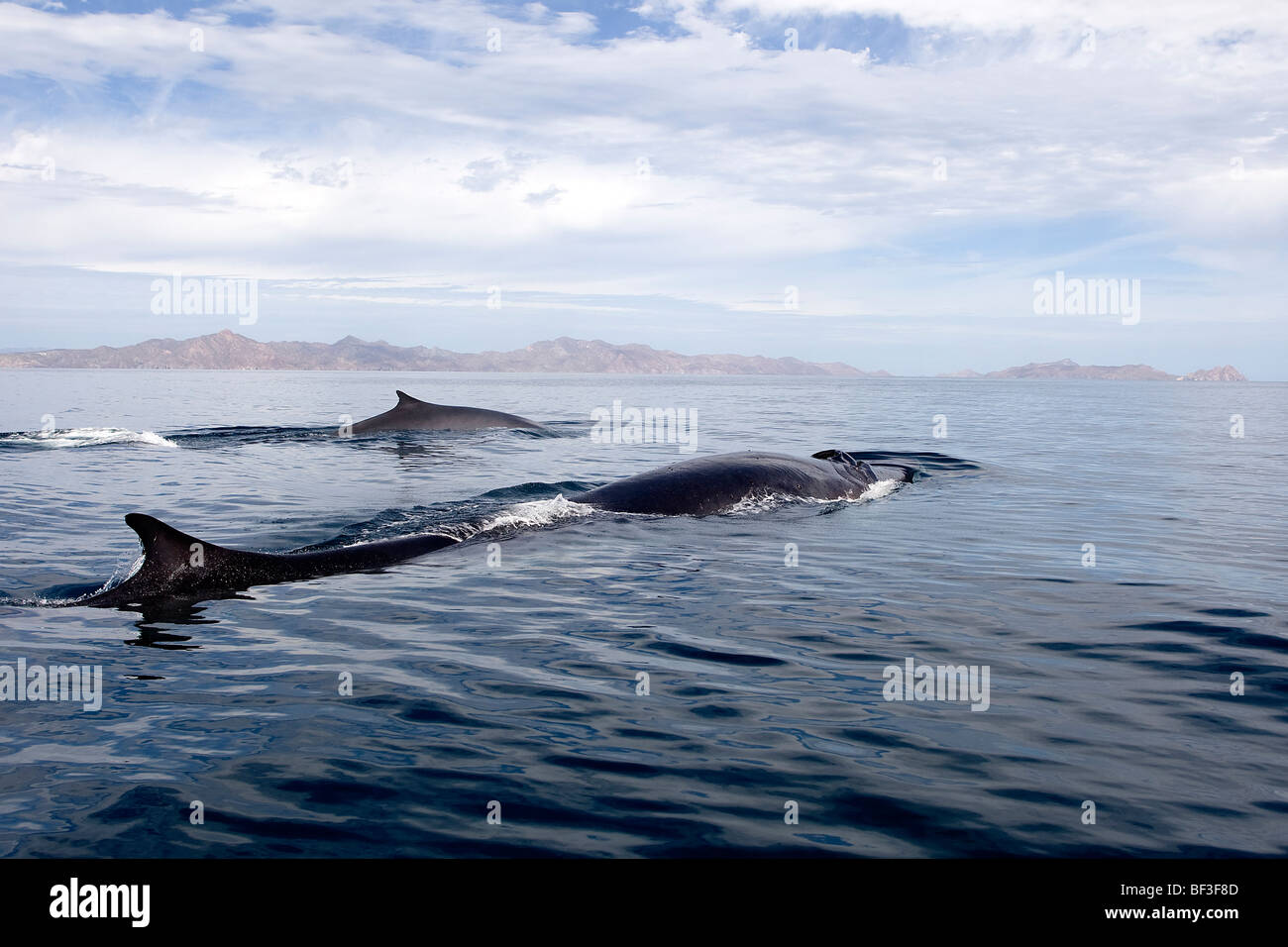 Fin Whales, Finback Whales, Common Rorquals (Balaenoptera physalus) swimming at surface. Stock Photo