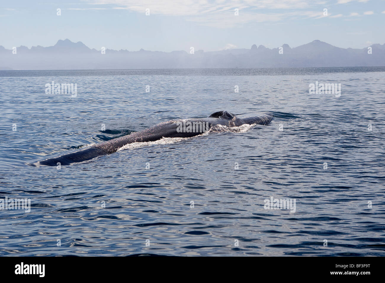 Fin Whale, Finback Whale, Common Rorqual (Balaenoptera physalus) swimming at surface. Stock Photo