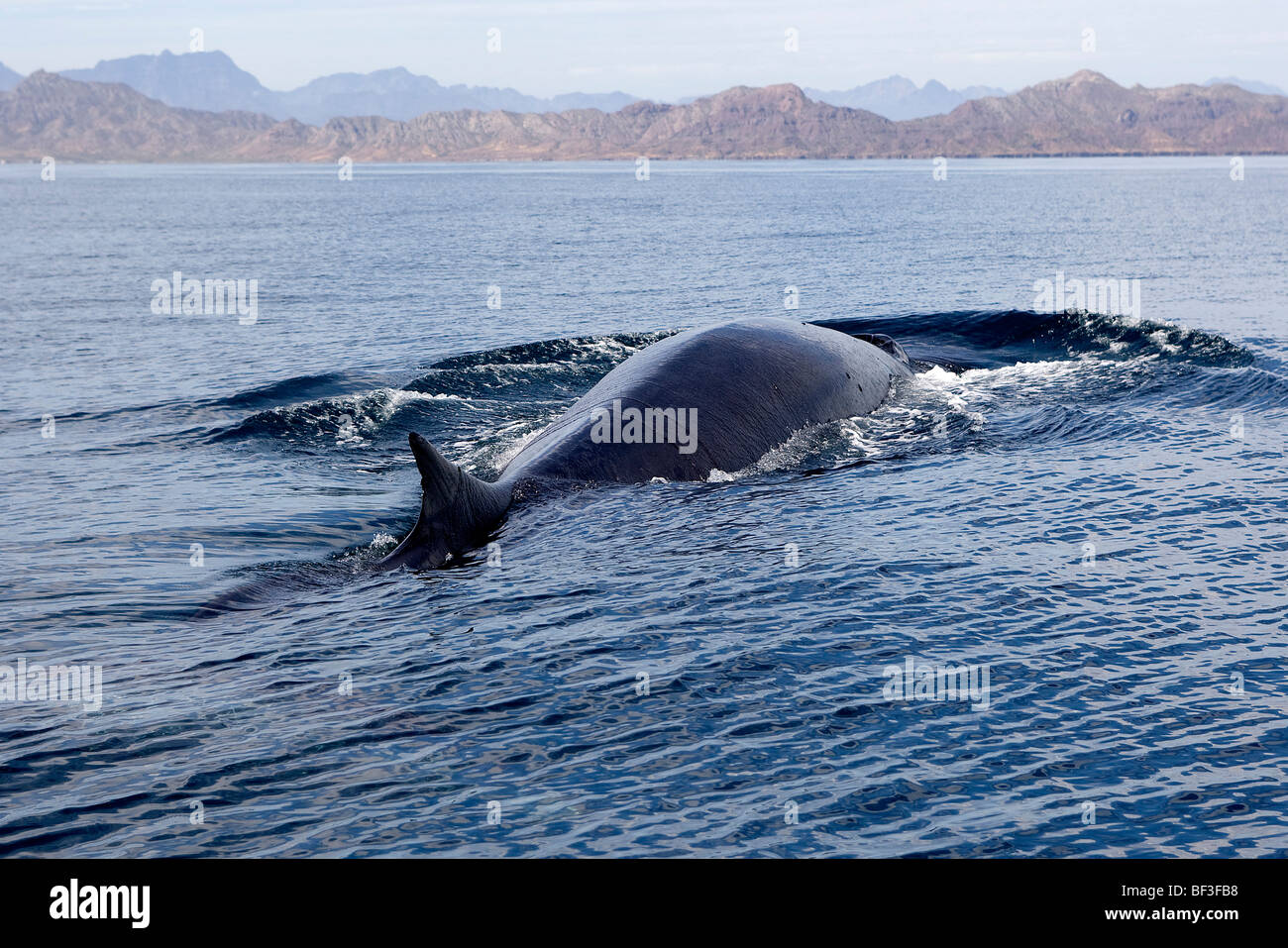 Fin Whale, Finback Whale, Common Rorqual (Balaenoptera physalus) swimming at surface. Stock Photo