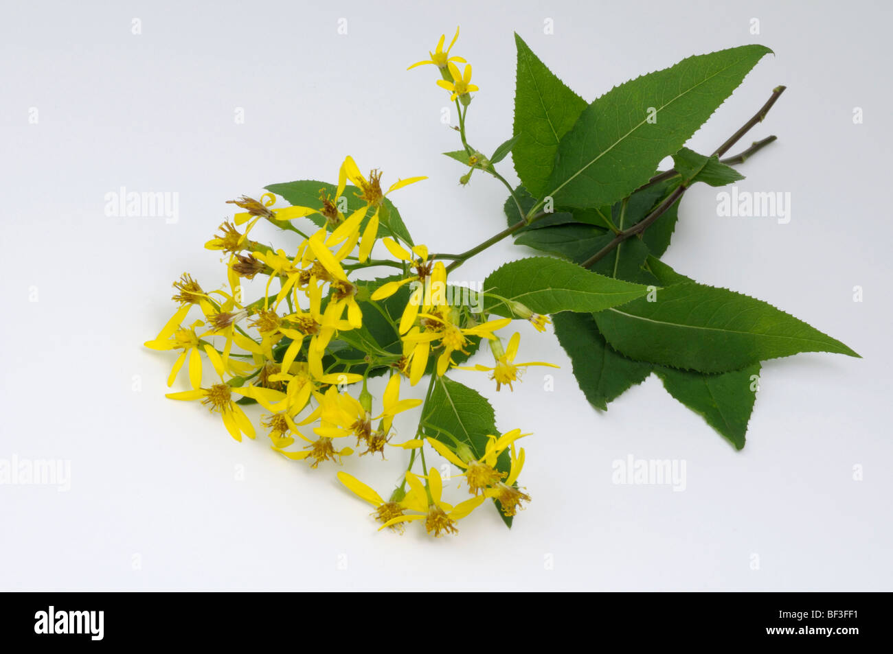 Life Root, Squaw Weed (Senecio ovatus, Senecio fuchsii), twig with flowers and leaves, studio picture. Stock Photo