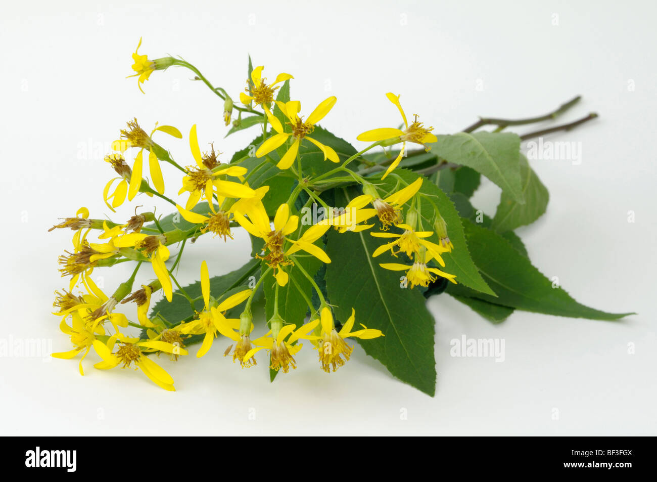 Life Root, Squaw Weed (Senecio ovatus, Senecio fuchsii), twig with flowers and leaves, studio picture. Stock Photo