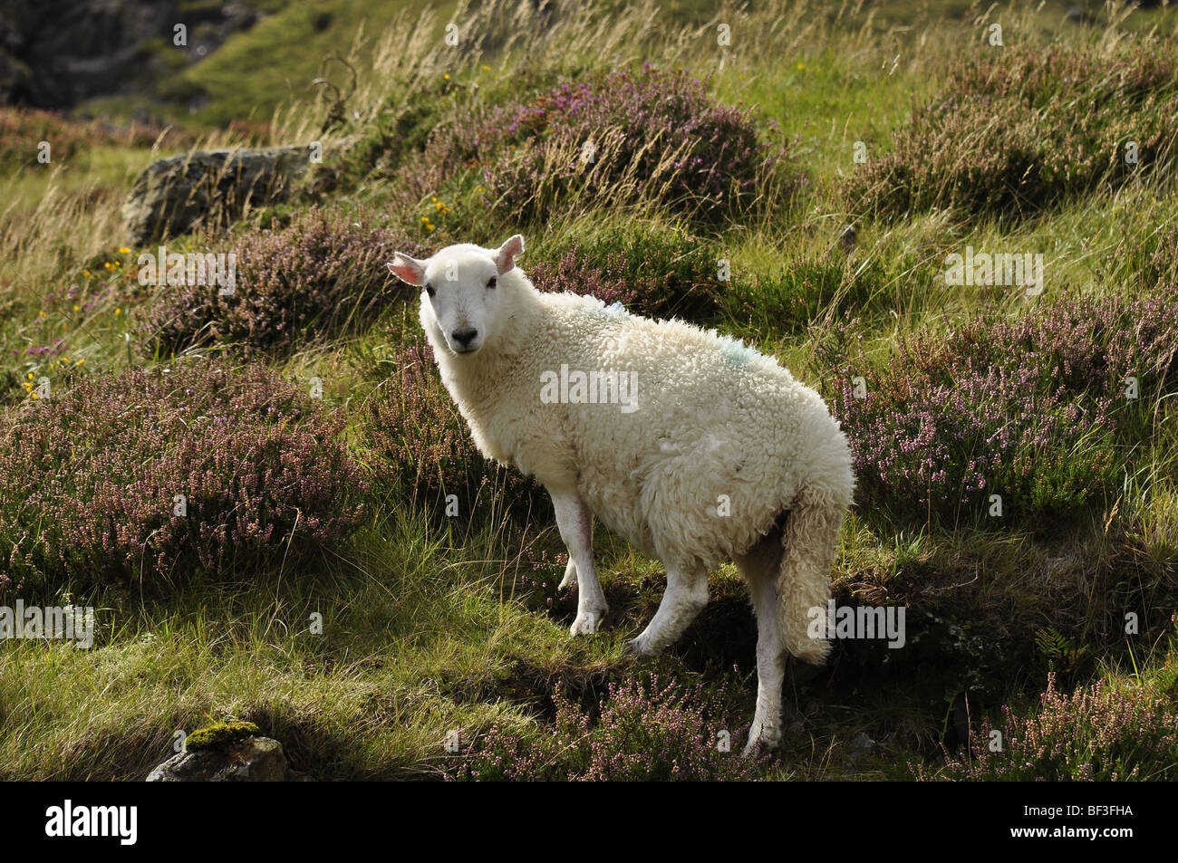 Welsh sheep grazing the hillside Stock Photo