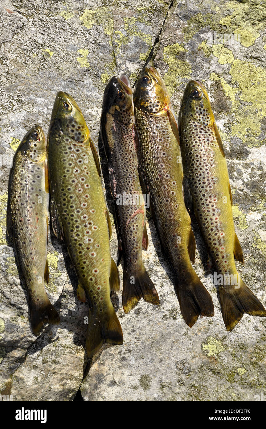 Brown Trout caught from Llyn Idwal Ogwen Snowdon UK Stock Photo Alamy