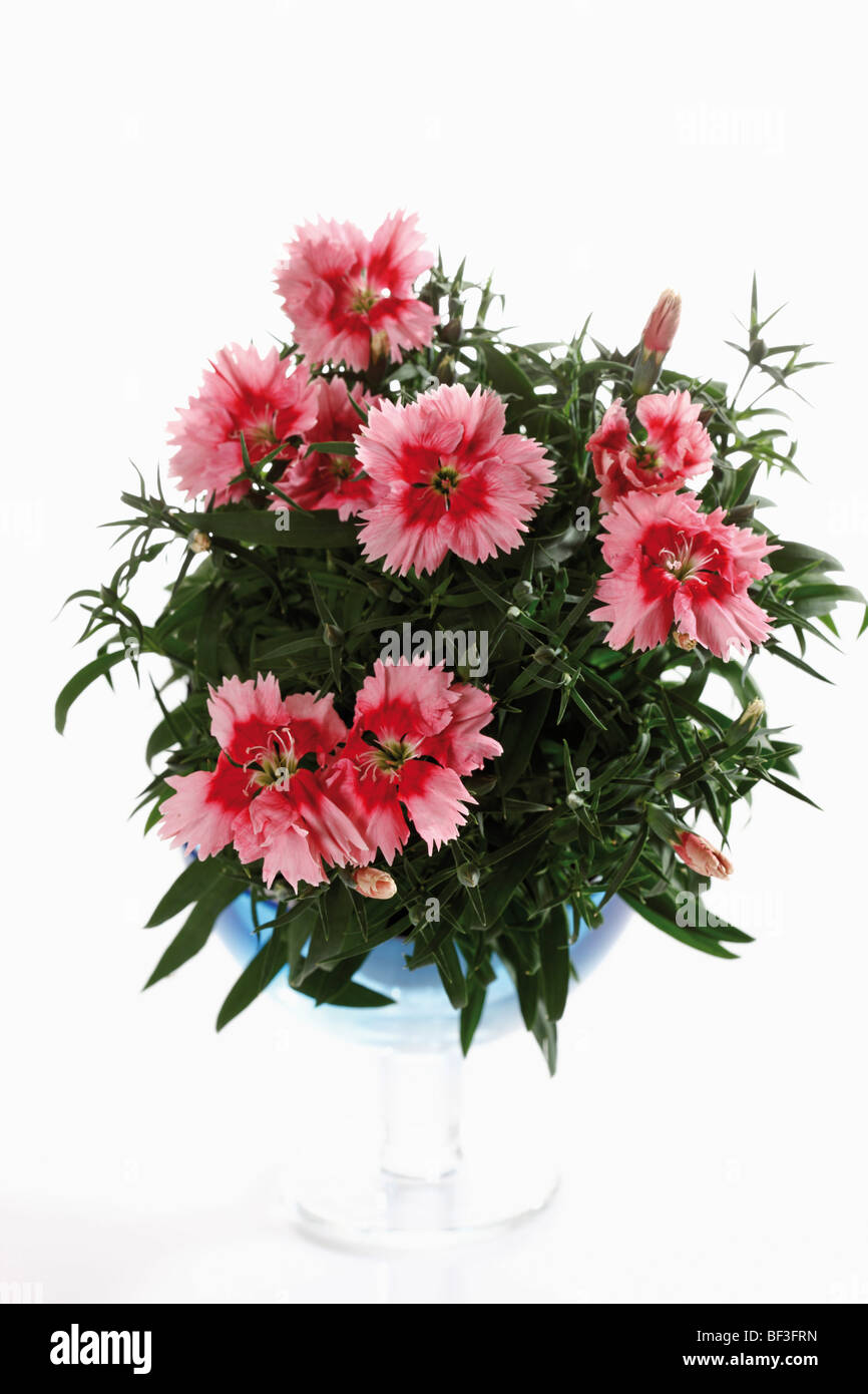 China Pinks (Dianthus chinensis) Stock Photo