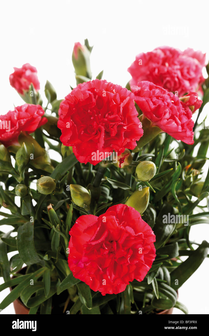 Species of carnations hires stock photography and images Alamy