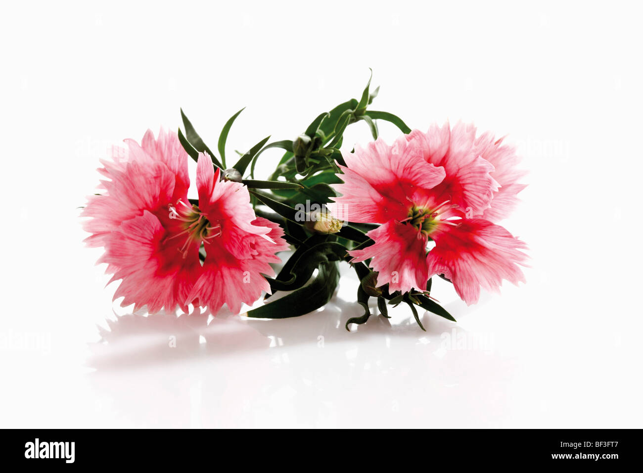 China Pinks (Dianthus chinensis) Stock Photo