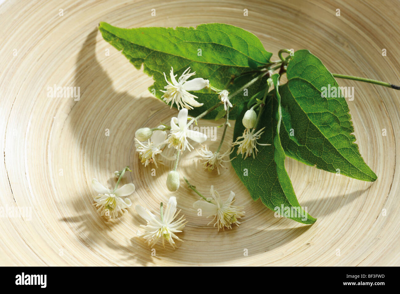 Old beard or Clematis (Clematis), homeopathic flower, Bach flower Stock Photo