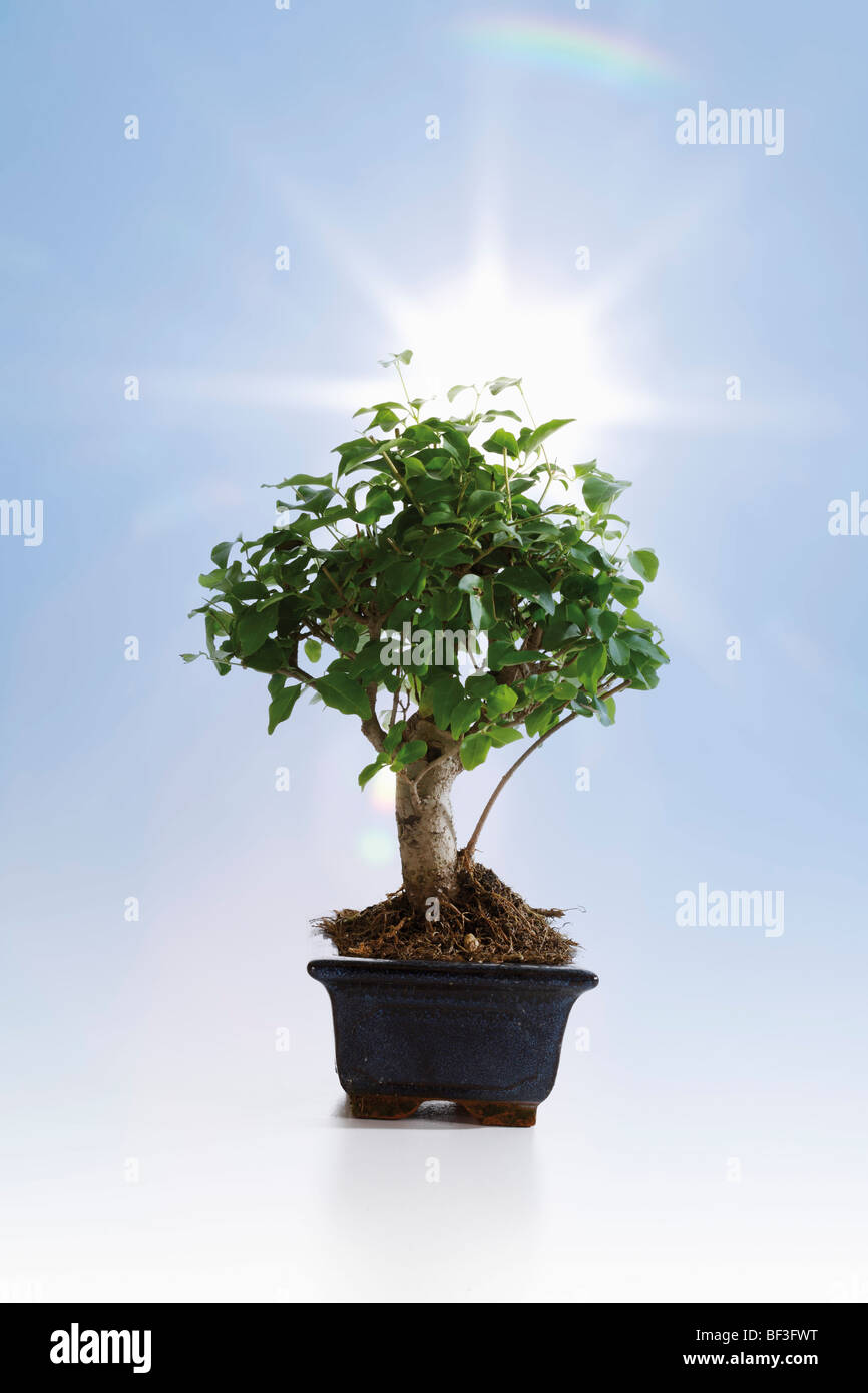 Bonsai tree in front of sun rays, composing Stock Photo
