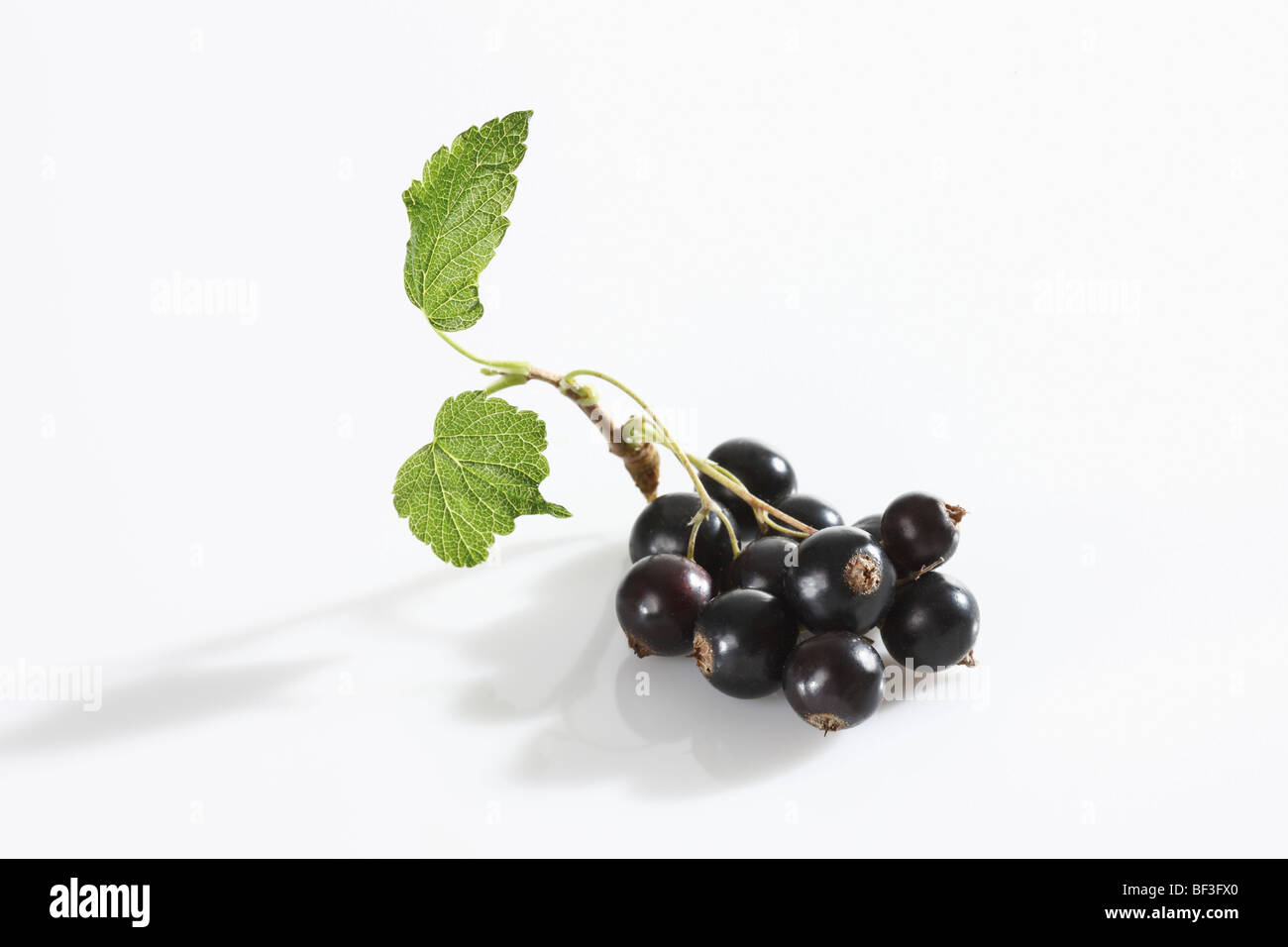 Black currants with leaf Stock Photo