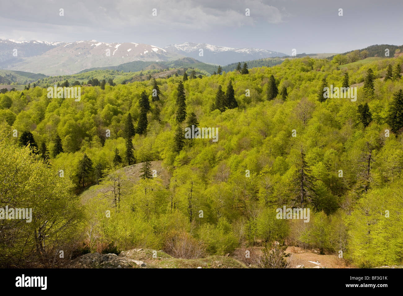 The central Pindos Mountains in spring, looking north from the Katara Pass over forests of Beech and Greek Fir; north Greece. Stock Photo