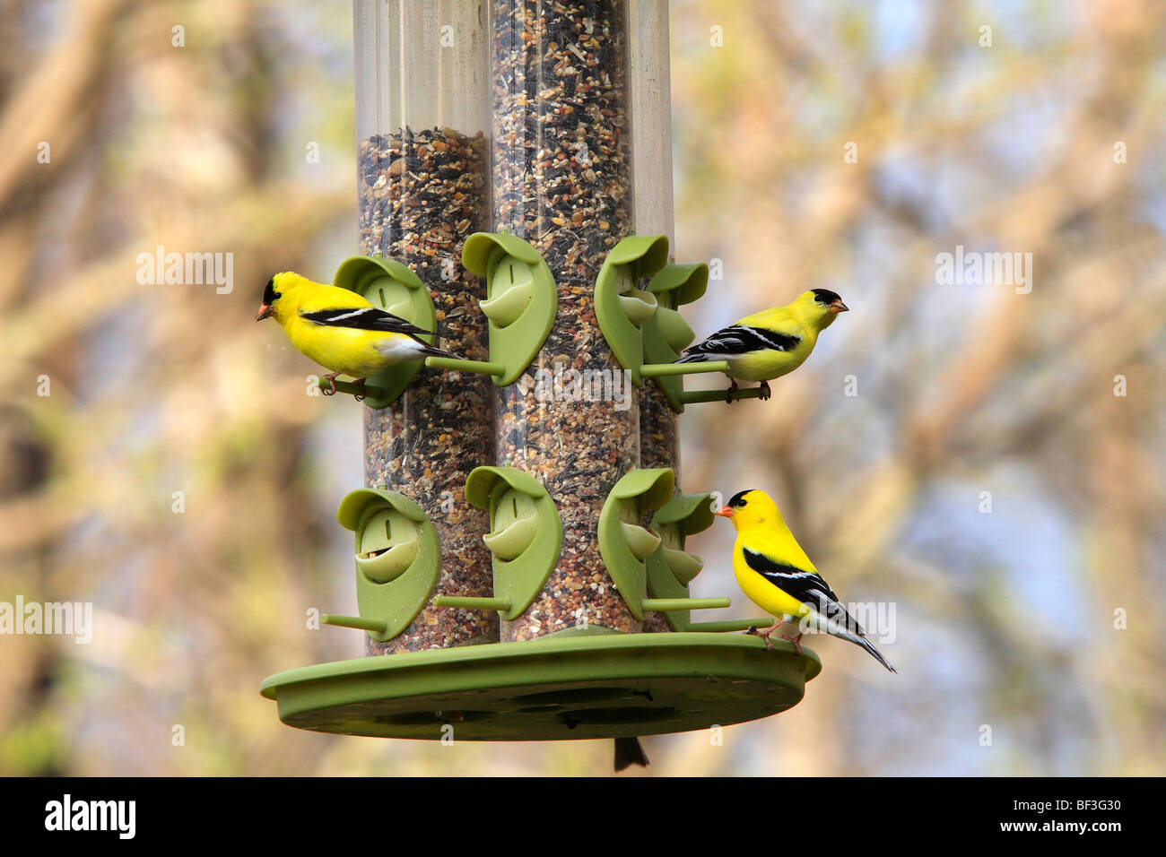 American Goldfinch (Carduelis tristis), three individuals on a bird feeder. Stock Photo