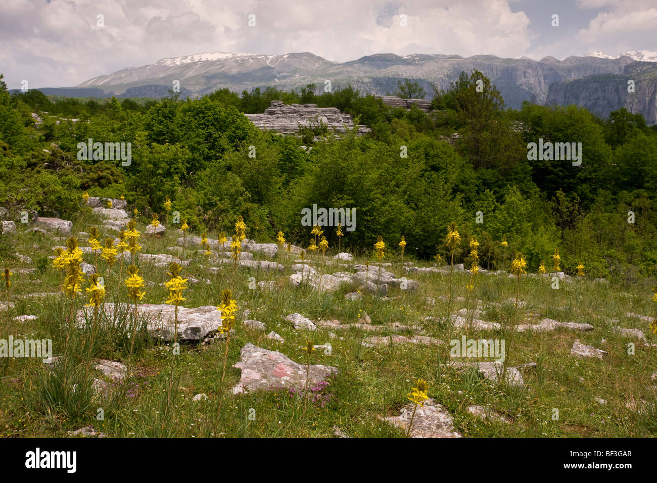 Yellow Asphodel Asphodeline lutea, in the Vikos Gorge National Park: north Greece . Stock Photo