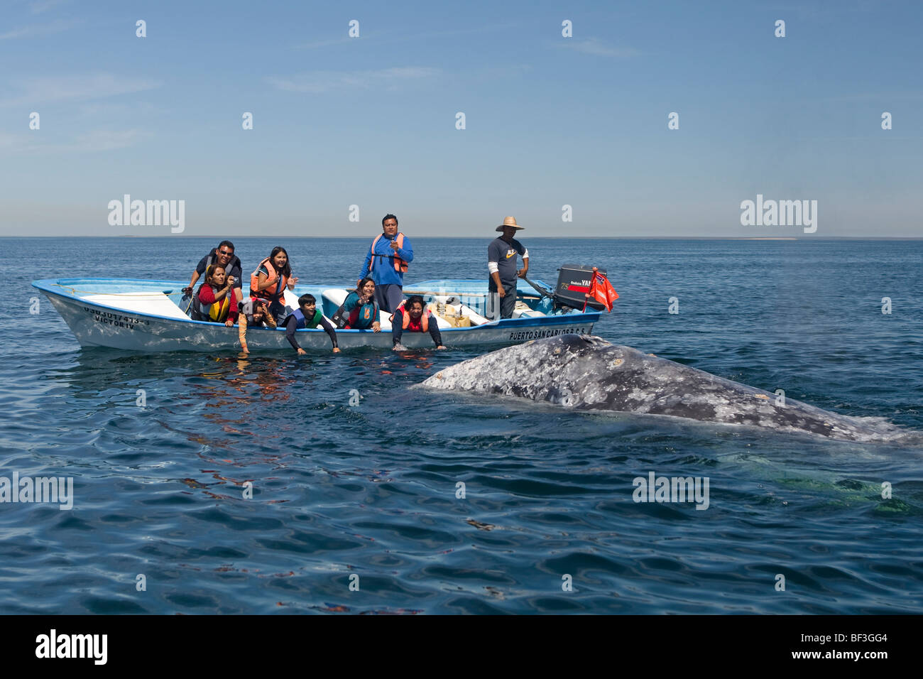 Gray Whale, Grey Whale (Eschrichtius robustus, Eschrichtius gibbosus). Whale-watchers with whale. Stock Photo