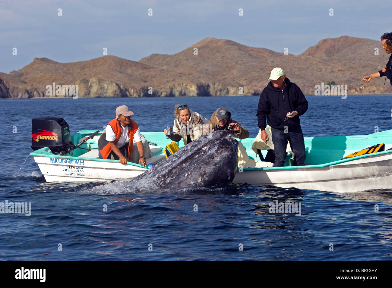 Gray Whale, Grey Whale (Eschrichtius robustus, Eschrichtius gibbosus). Whale-watchers patting whale calf. Stock Photo