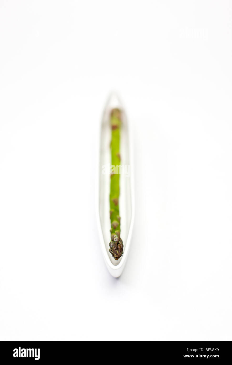 Single stick of asparagus head on in a white dish against a white backgorund Stock Photo