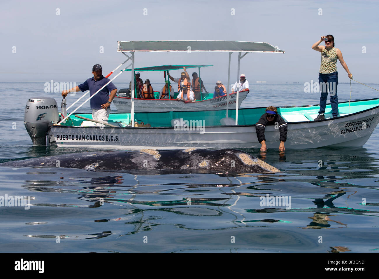 Gray Whale, Grey Whale (Eschrichtius robustus, Eschrichtius gibbosus). Whale-watchers with whale. Stock Photo