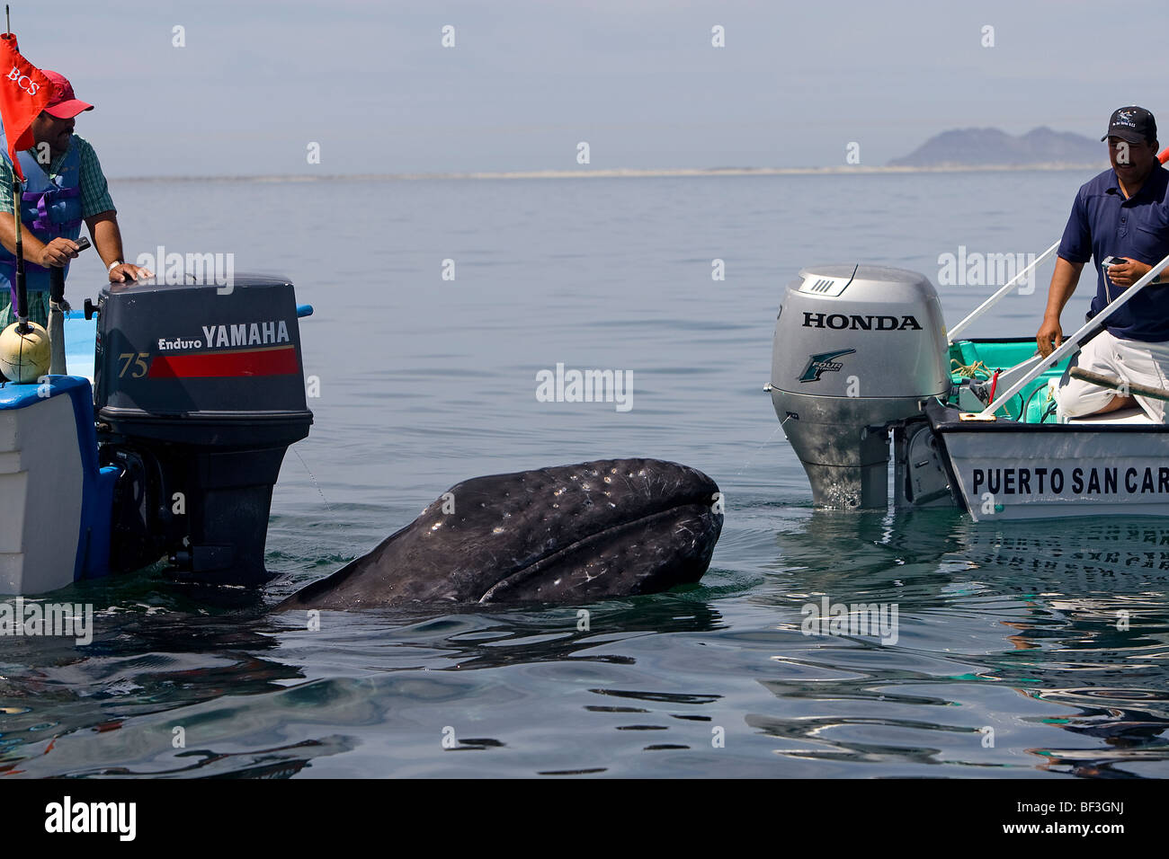 Gray Whale, Grey Whale (Eschrichtius robustus, Eschrichtius gibbosus). Calf between two boats. Stock Photo