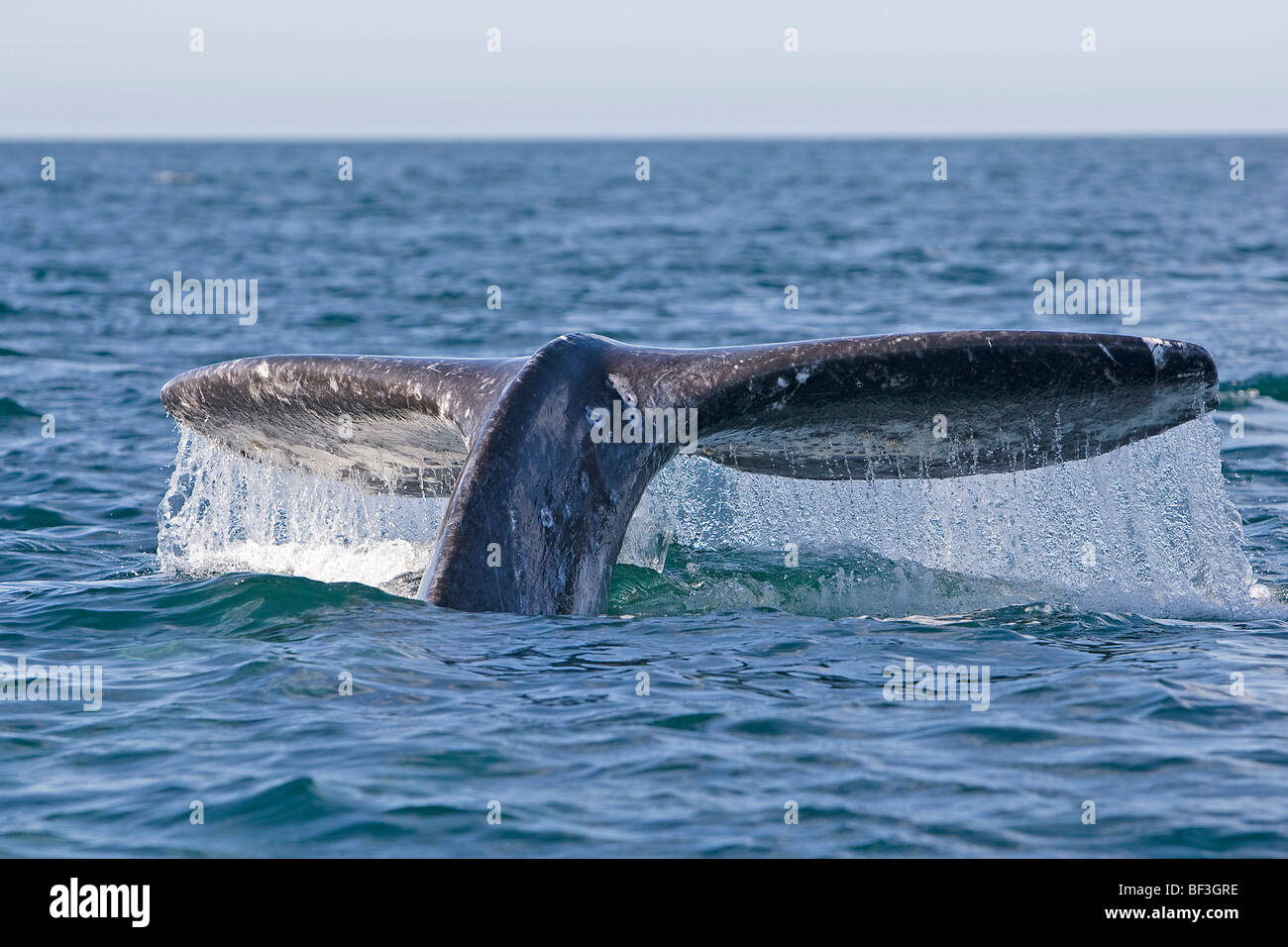 Gray Whale, Grey Whale (Eschrichtius robustus, Eschrichtius gibbosus), fluking. Stock Photo