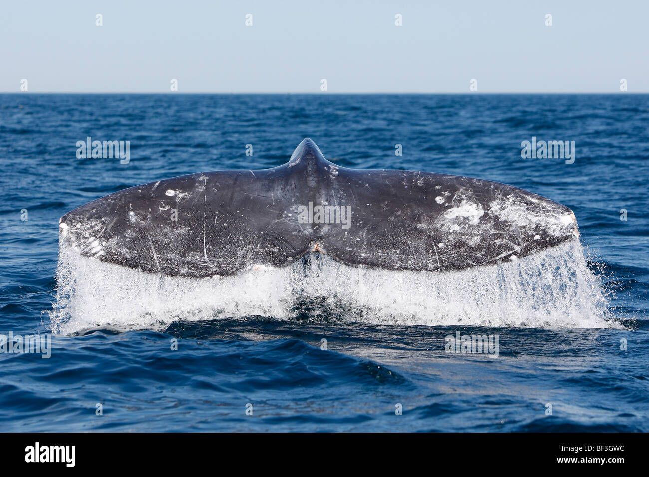 Gray Whale, Grey Whale (Eschrichtius robustus, Eschrichtius gibbosus), fluking. Stock Photo