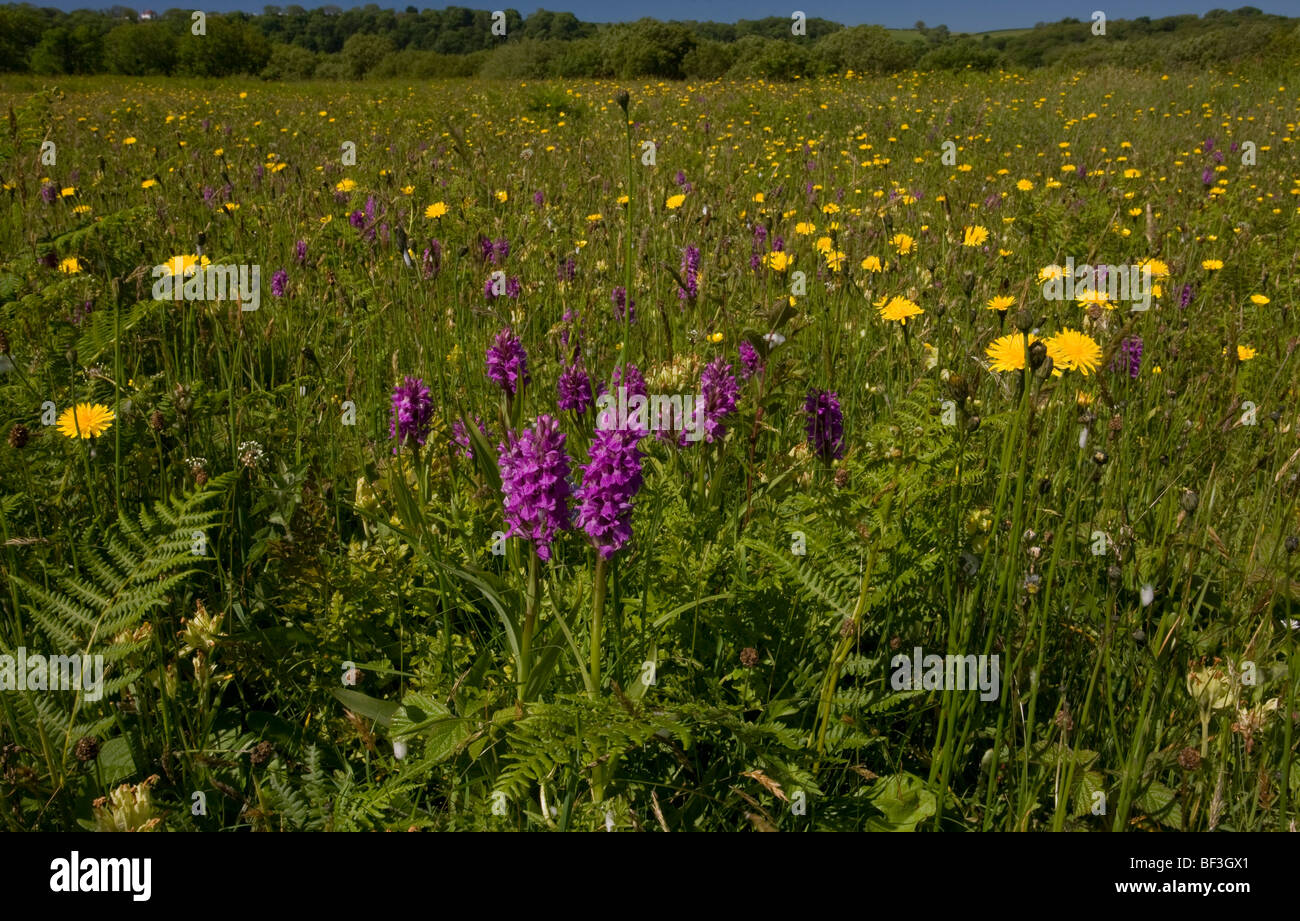 Flowery meadow with southern marsh orchids and other flowers at Oxwich NNR, Gower Peninsula, Wales Stock Photo