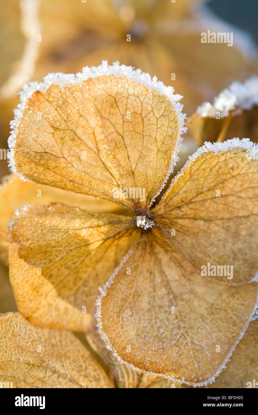 Frosted Hydrangea Flower Stock Photo Alamy