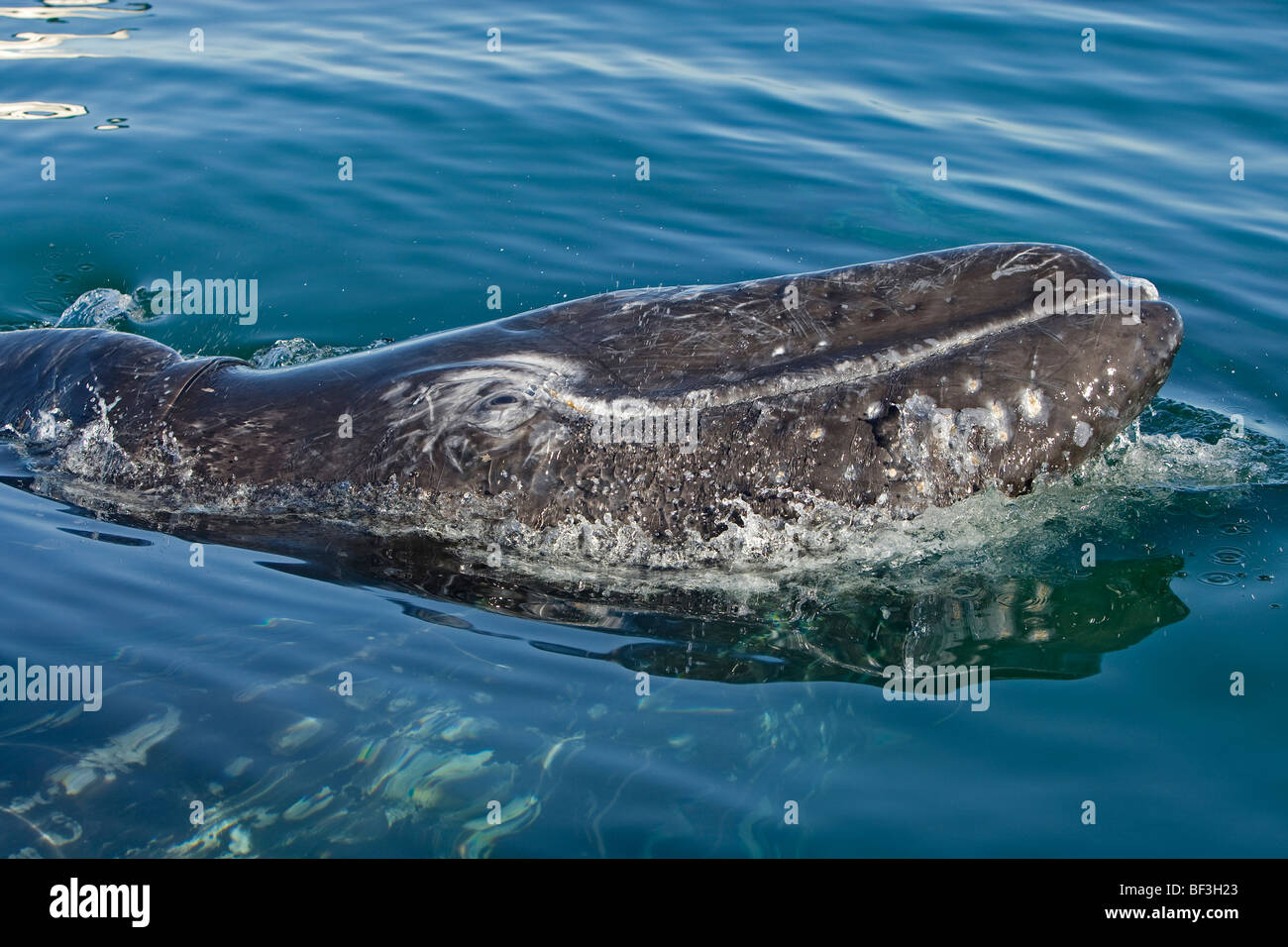 Gray Whale, Grey Whale (Eschrichtius robustus, Eschrichtius gibbosus). Calf with head raised above water. Stock Photo