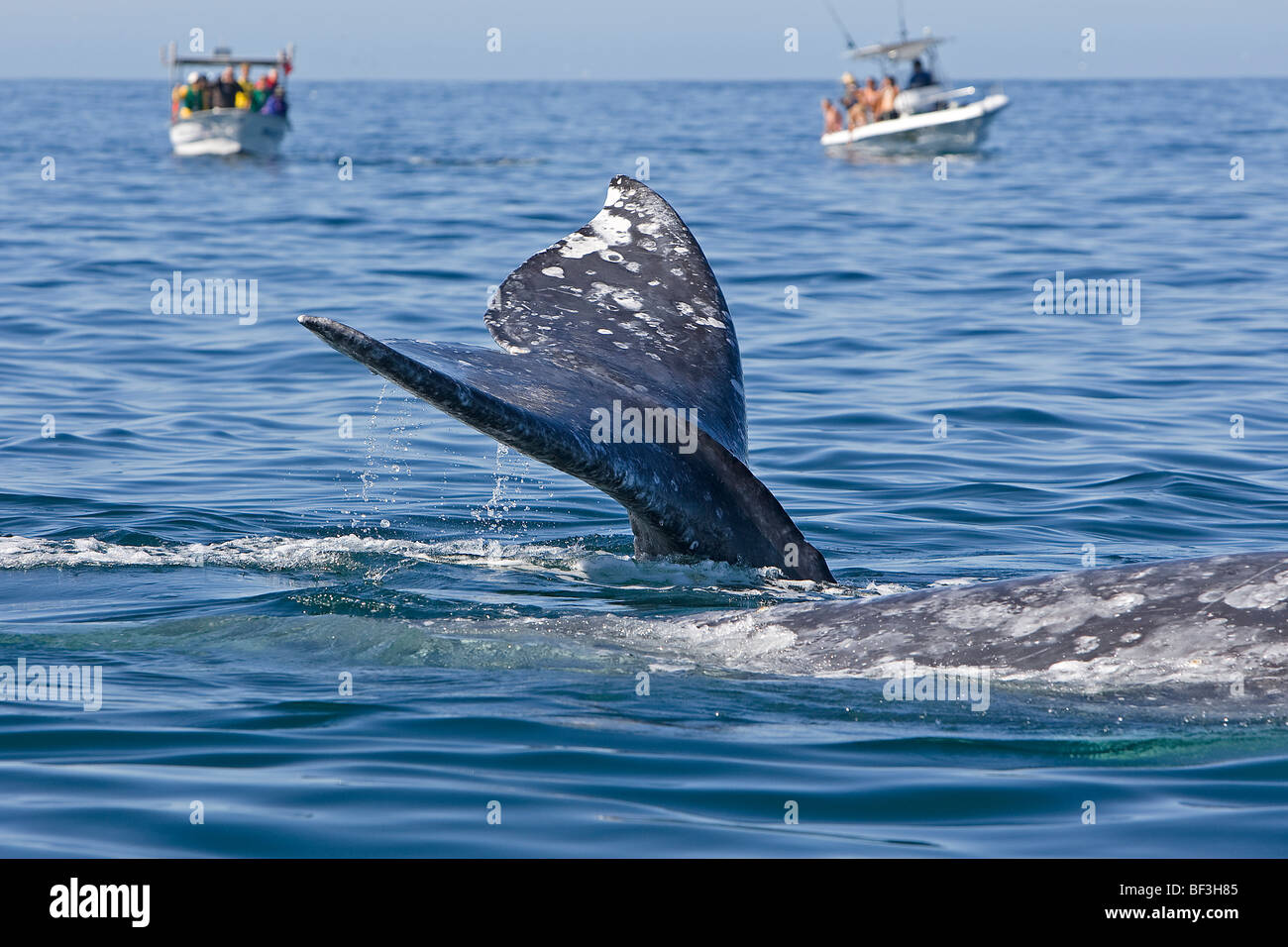 Diving Gray Whale, Grey Whale (Eschrichtius robustus, Eschrichtius gibbosus) in front of whale-watching boats. Stock Photo