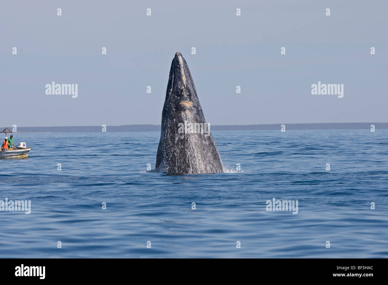 Gray Whale, Grey Whale (Eschrichtius robustus, Eschrichtius gibbosus) spyhopping in front of whale-watching boats. Stock Photo