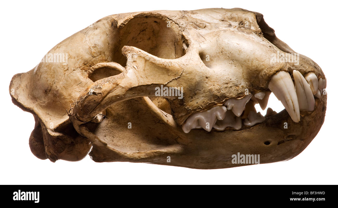 Puma skull with teeth clenched in closed mouth Stock Photo