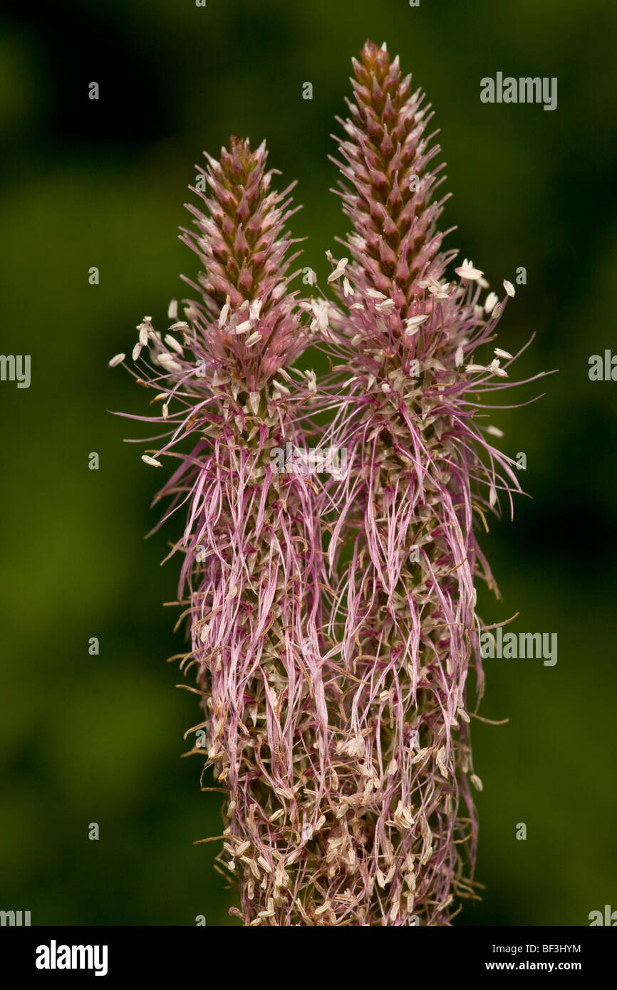 Hoary plantain Plantago media in flower. Stock Photo