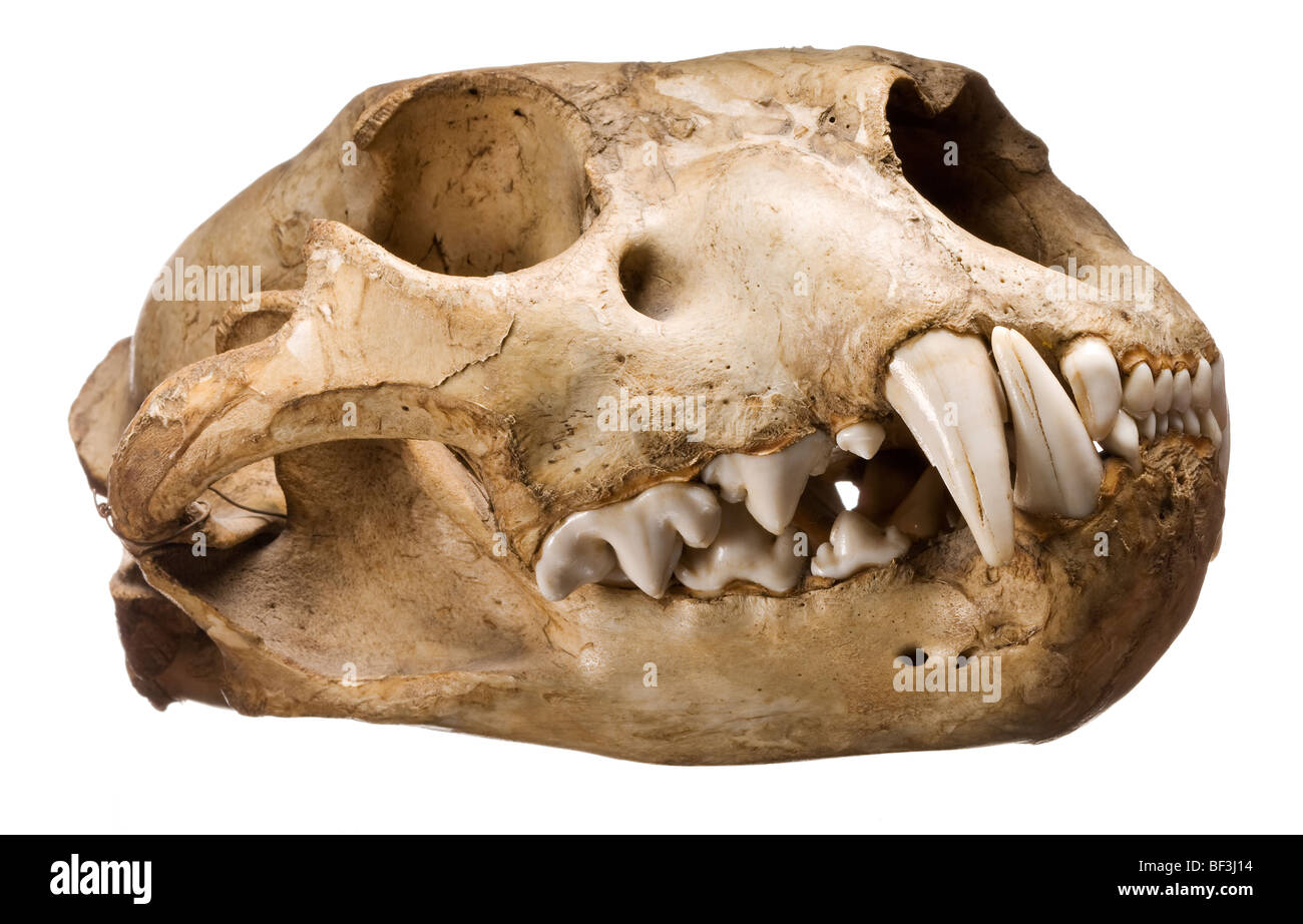 Puma skull with teeth clenched in closed mouth Stock Photo