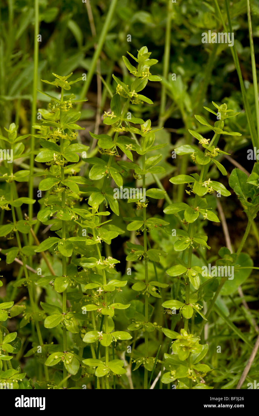 Glabrous crosswort Cruciata glabra Stock Photo