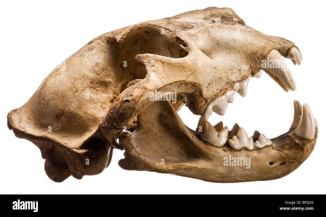 Puma skull, side view with open mouth and teeth Stock Photo