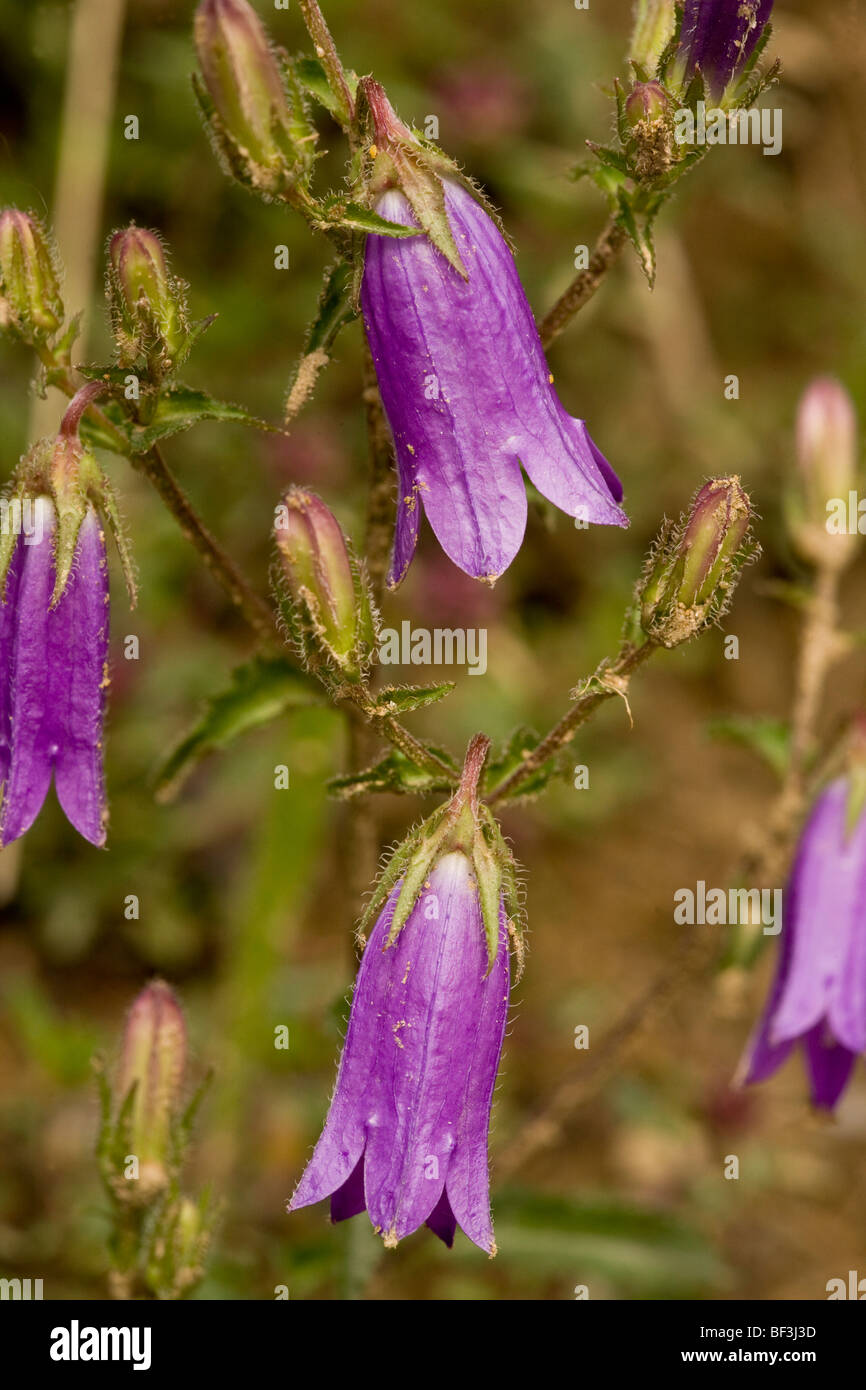 Siberian bellflower, Campanula sibirica; Stock Photo