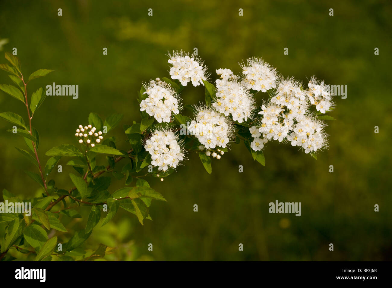 Elm-leaved Spiraea Spiraea ulmifolia = Spiraea chamaedryfolia ssp. ulmifolia Stock Photo