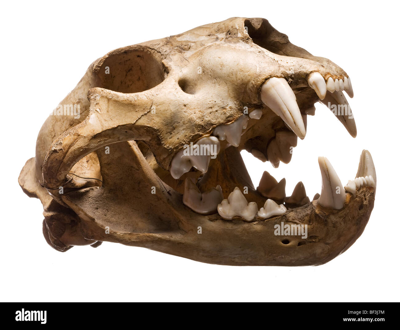 Puma skull with open mouth and teeth Stock Photo - Alamy