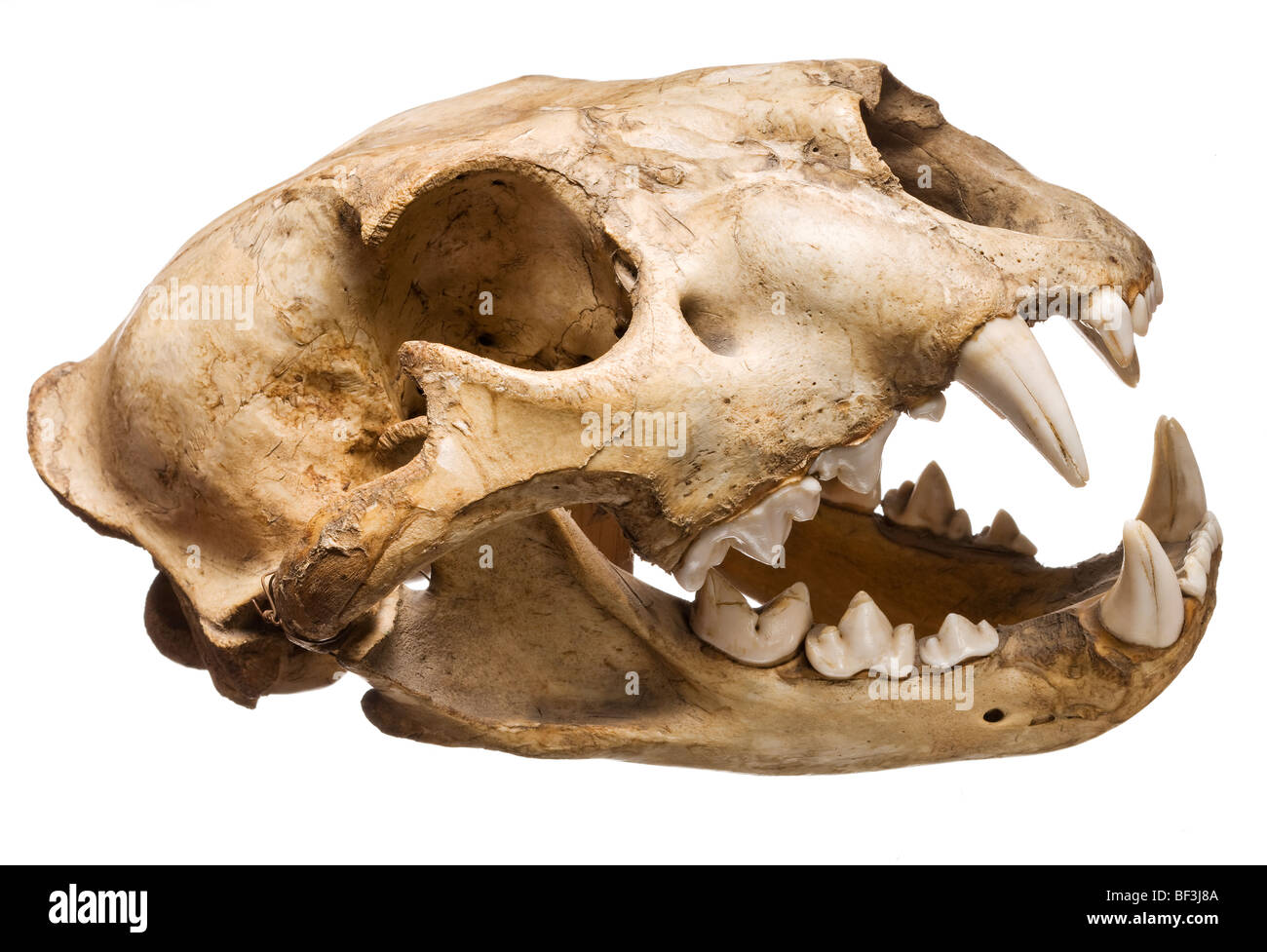 Puma skulls hi-res stock photography and images - Alamy