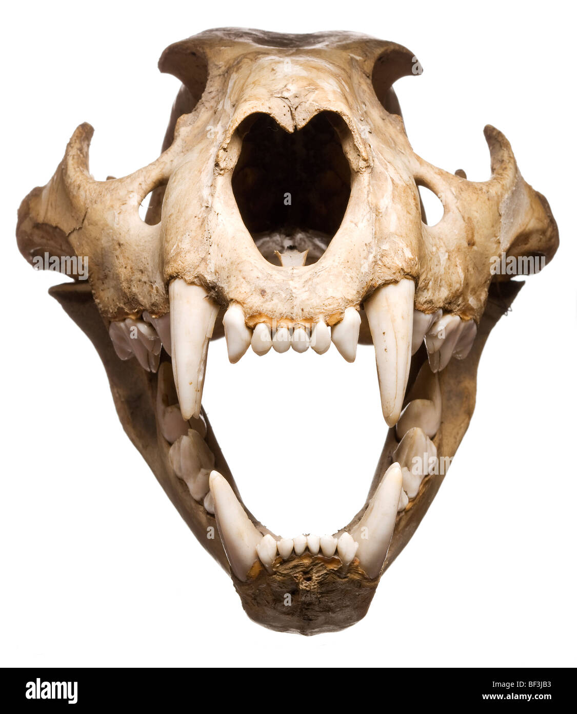 Puma skull with open jaw Stock Photo - Alamy