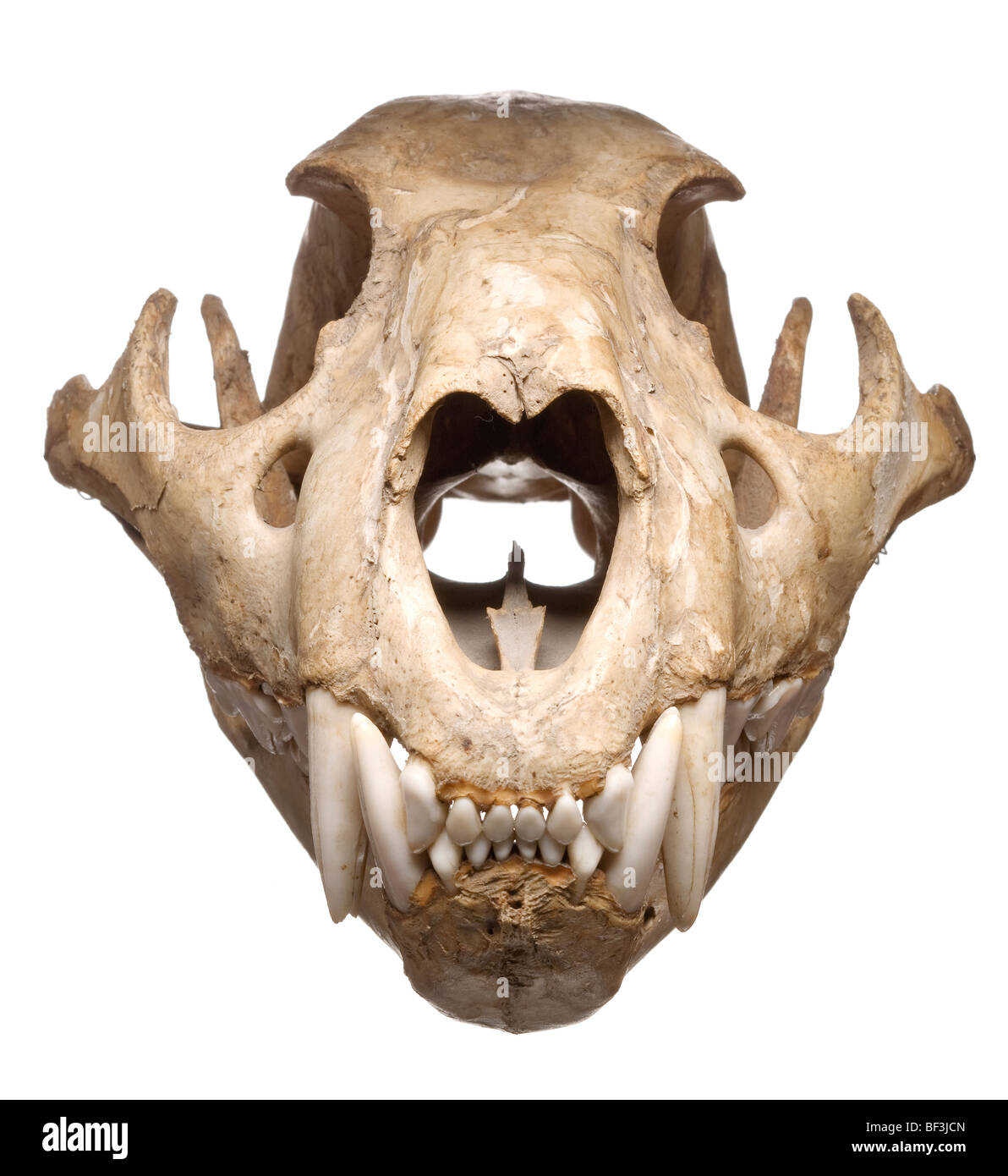 Puma skull with teeth, studio shot Stock Photo - Alamy