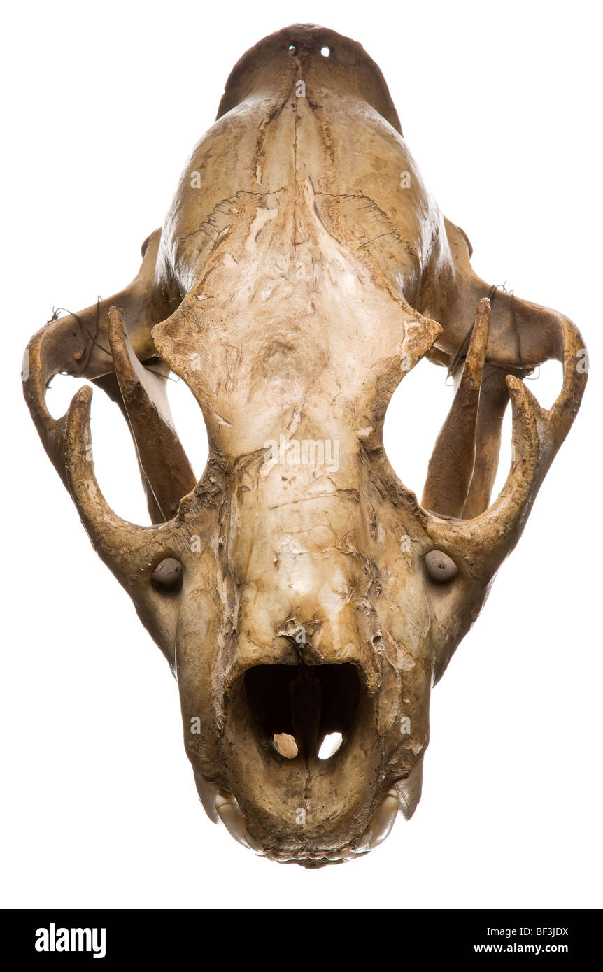Puma skull, studio shot Stock Photo