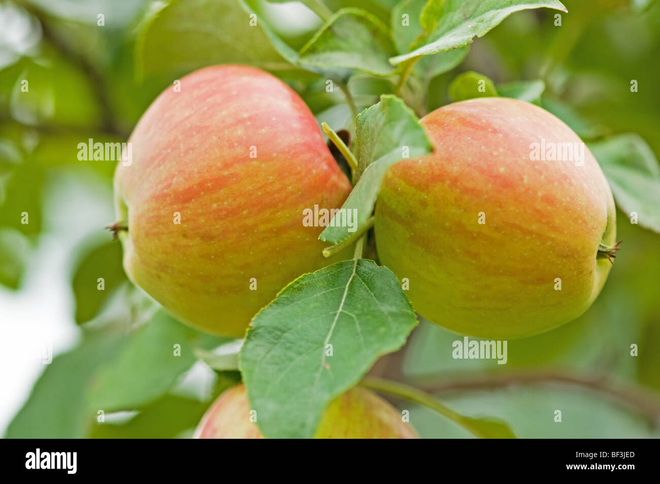 two honeycrisp apples on the tree branch Stock Photo Alamy