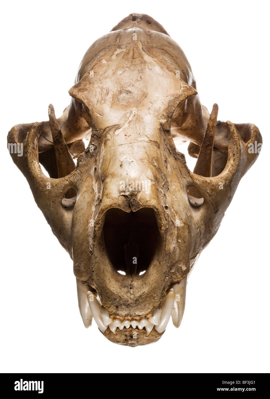 Puma skull Stock Photo