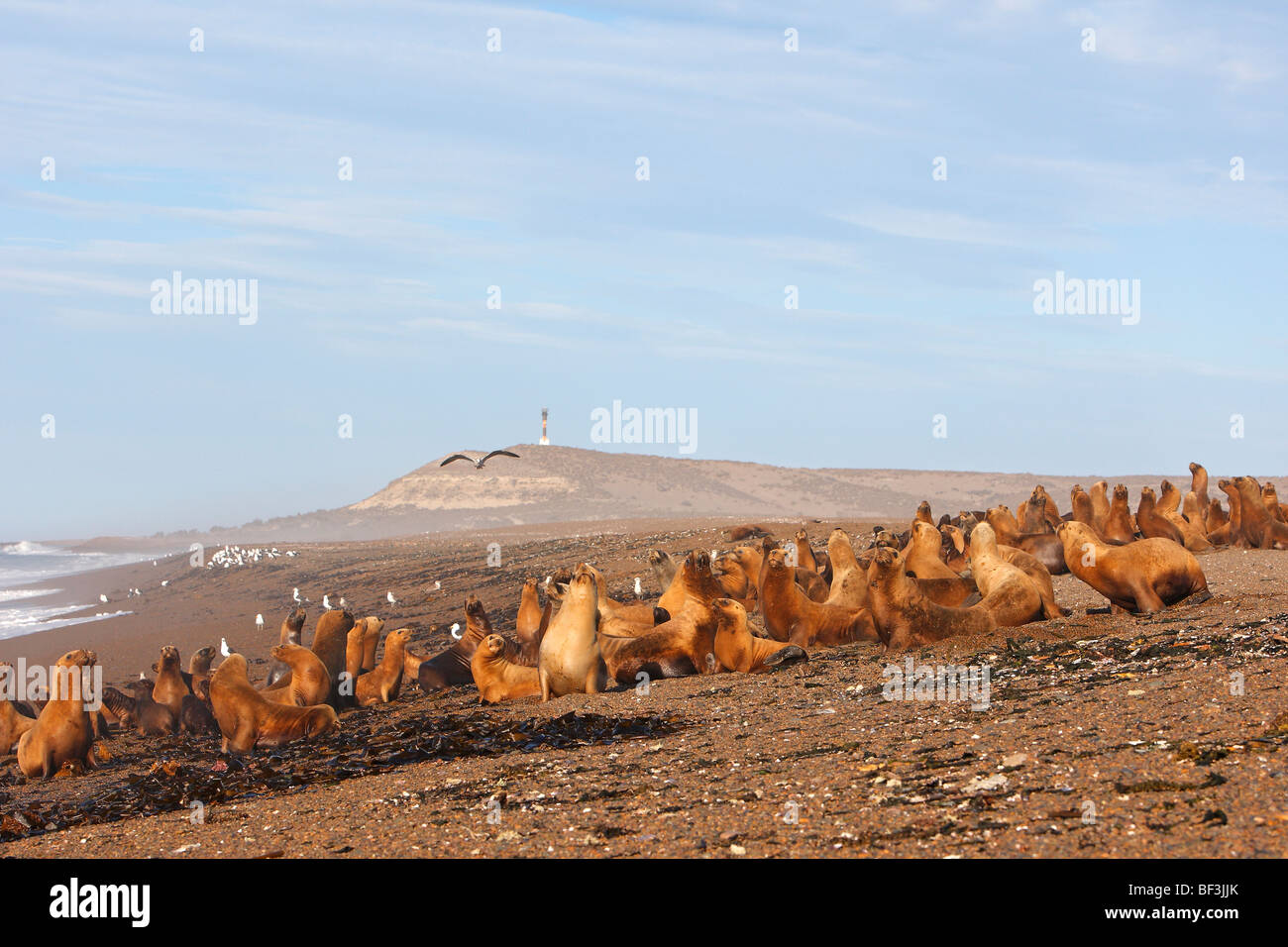 Southern Sea Lion (Otaria flavescens, Otaria byronia). Colony on a beach. Valdes Peninsula, Argentinia. Stock Photo