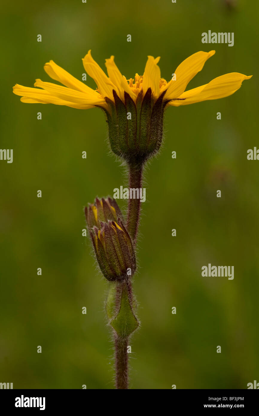 Arnica, Arnica montana. Medicinal plant; Carpathians, Romania. Stock Photo