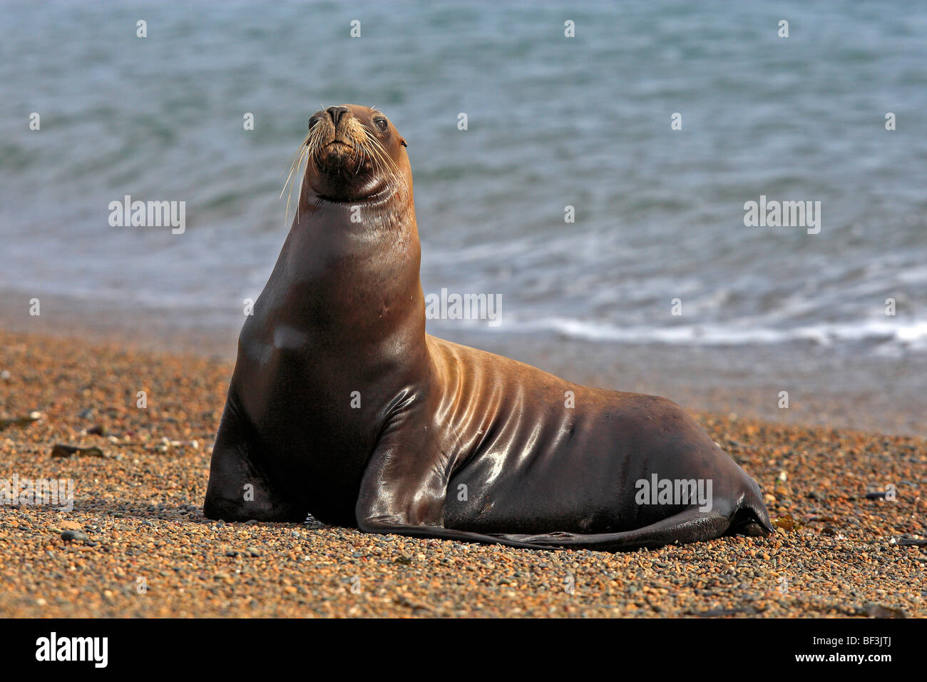 Southern Sea Lion (Otaria flavescens, Otaria byronia). Adult female on a beach. Valdes Peninsula, Argentinia. Stock Photo